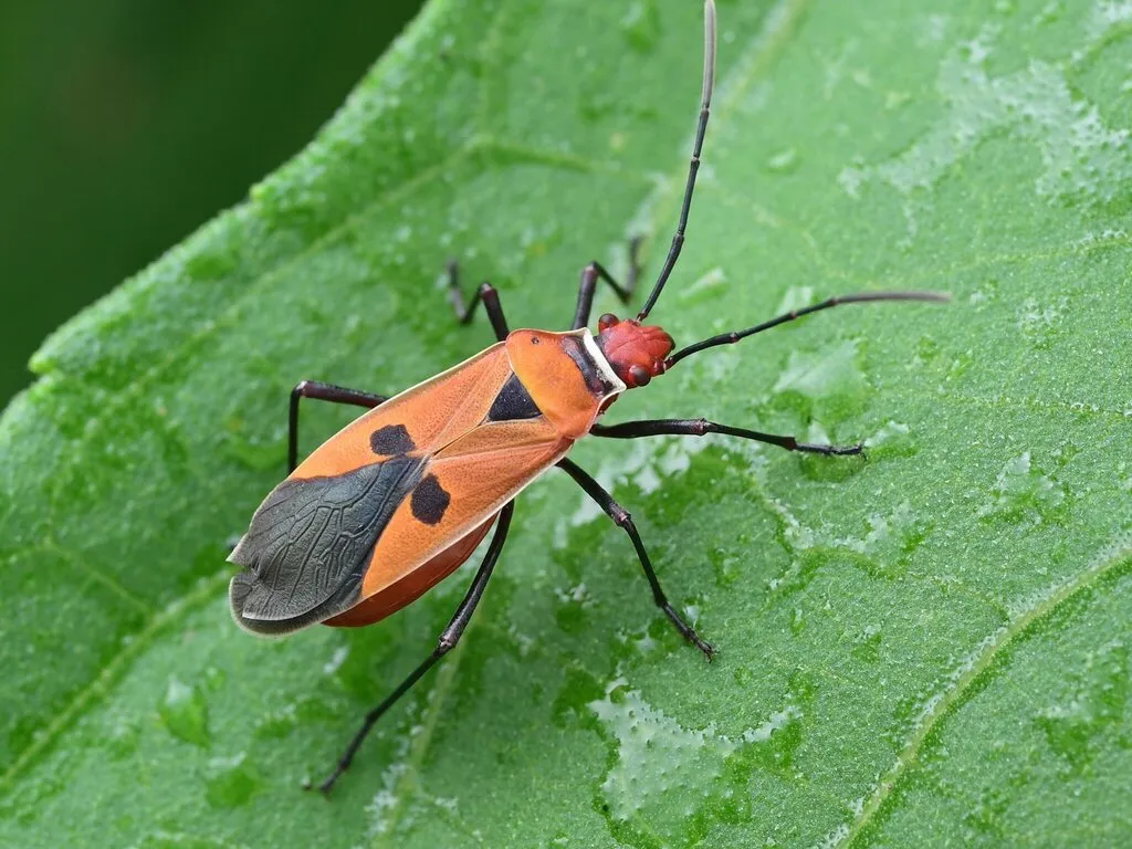 Dysdercus poecilus - photo 2