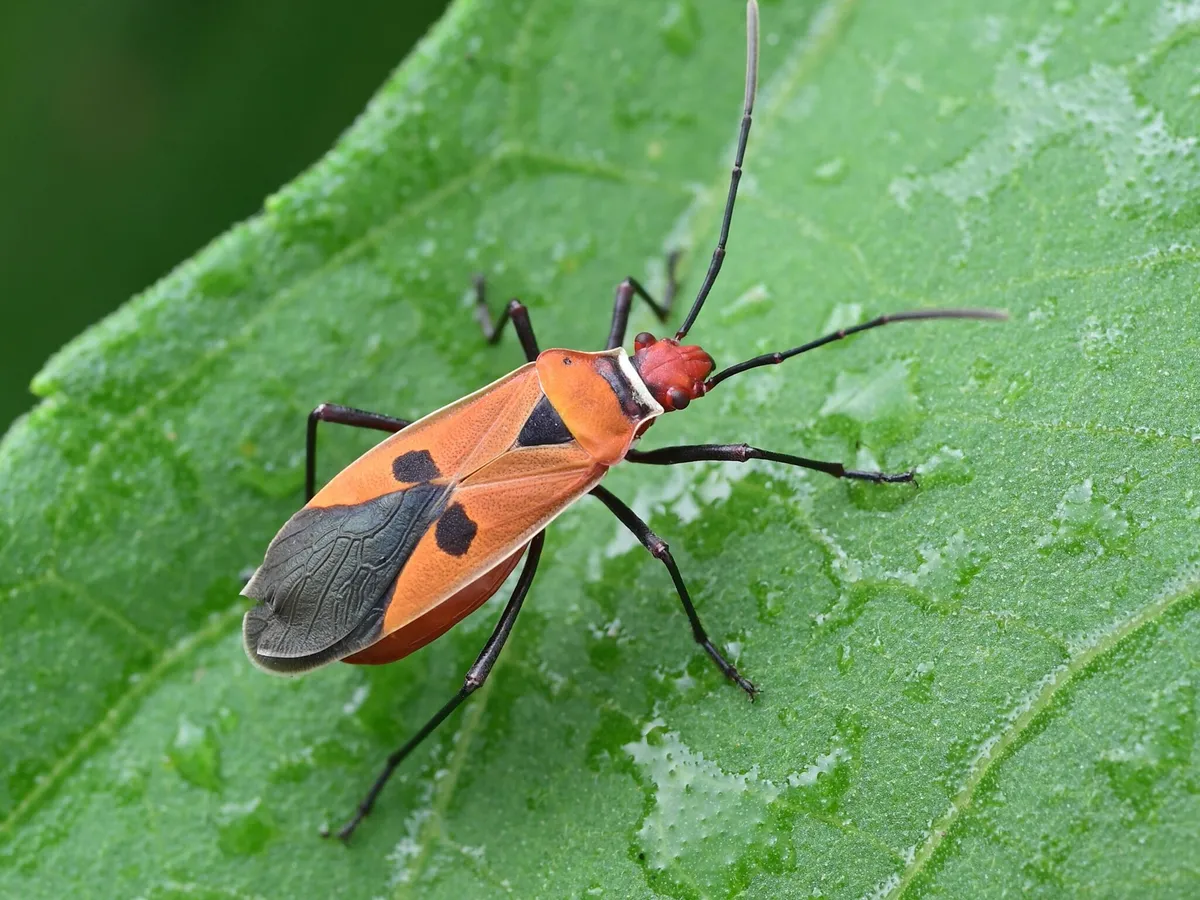 Dysdercus poecilus - photo 3