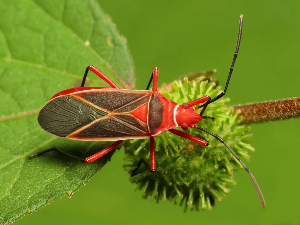 Common Cotton Stainer