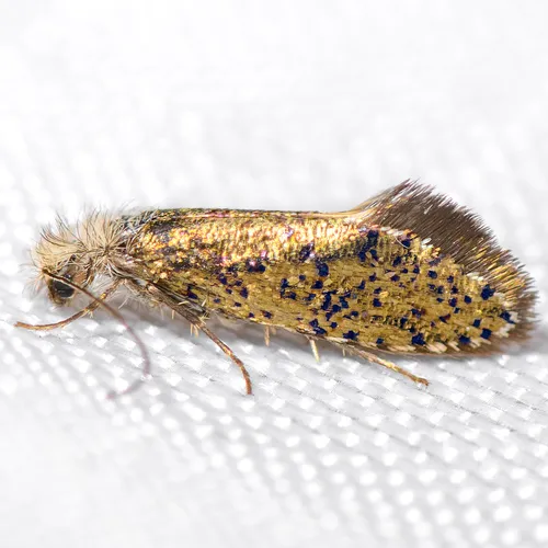 Dyseriocrania auricyanea - Hodges#0004 - photo 3