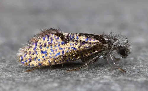 Chinquapin Leaf-miner Moth - Hodges#0003