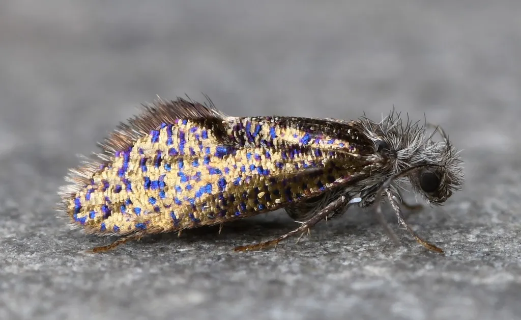 Chinquapin Leaf-miner Moth - Hodges#0003 - photo 3