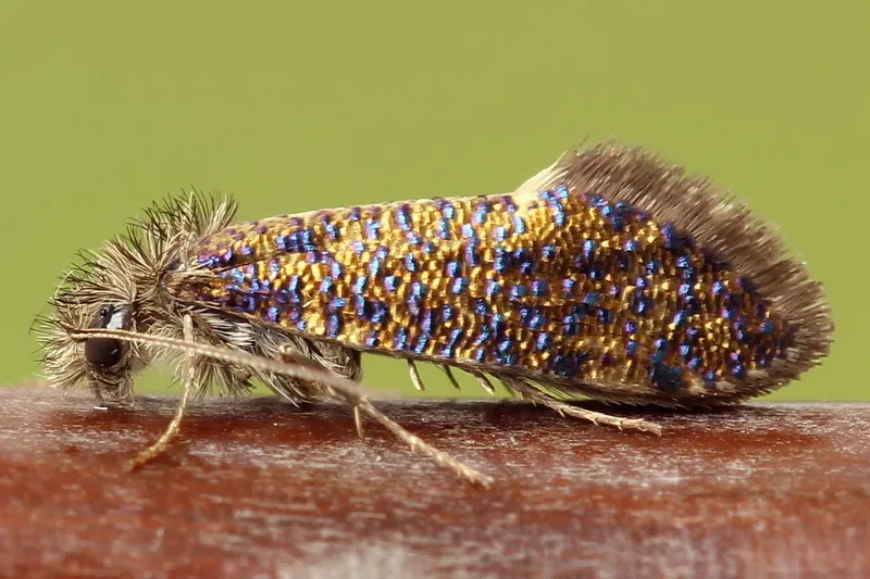 Dyseriocrania subpurpurella - photo 2