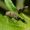 Dyseuaresta sobrinata
