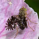 Dyseuaresta sobrinata - photo 2