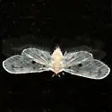 Dysimia pseudomaculata
