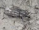 Dyslobus alternatus