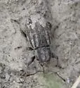 Dyslobus alternatus - photo 2