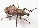 Dyslobus decoratus
