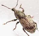 Dyslobus decoratus - photo 2