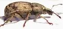 Dyslobus decoratus - photo 3