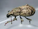 Dyslobus decoratus - photo 4
