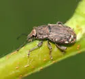Dyslobus decoratus - photo 5