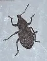 Dyslobus granicollis