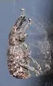 Dyslobus granicollis - photo 2