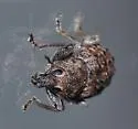 Dyslobus granicollis - photo 3