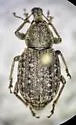 Dyslobus granicollis - photo 4