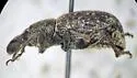 Dyslobus granicollis - photo 5