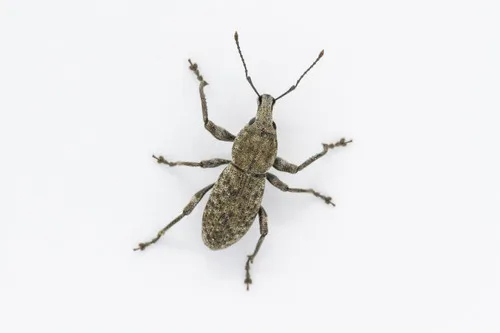 Dyslobus lecontei