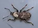 Dyslobus tumidus
