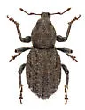Dyslobus tumidus - photo 3