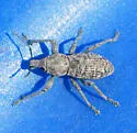 Dyslobus verrucifer