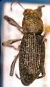 Dyslobus verrucifer - photo 2