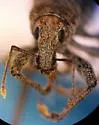 Dyslobus verrucifer - photo 4