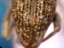 Dyslobus verrucifer - photo 5
