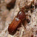 Dysmerus basalis