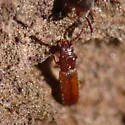 Dysmerus basalis - photo 2
