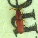 Dysmerus basalis - photo 3