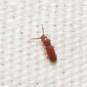 Dysmerus basalis - photo 4