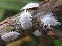 Taxus Mealybug