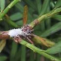 Taxus Mealybug - photo 2
