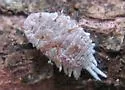 Taxus Mealybug - photo 3