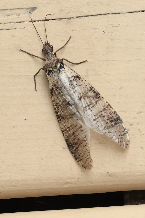 Dysmicohermes disjunctus