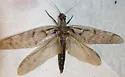 Dysmicohermes ingens