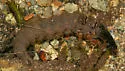 Dysmicohermes ingens - photo 2