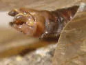 Dysmicohermes ingens - photo 4