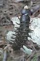 Dysmicohermes ingens - photo 5