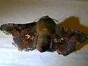 Dysodia granulata - Hodges#6079