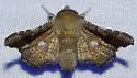 Dysodia granulata - Hodges#6079 - photo 2