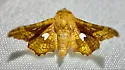 Dysodia granulata - Hodges#6079 - photo 4