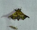 Dysodia n-sp - photo 4