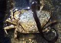 Say's Mud Crab - photo 2