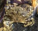 Say's Mud Crab - photo 5