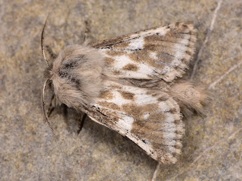 garlic mottled - photo 2
