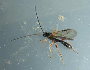Dyspetes luteomarginatus - Dyspetes luteomarginatus