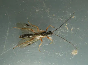 Dyspetes luteomarginatus - photo 2